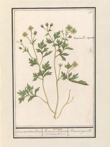 Boterbloem (Ranunculus) door Anselmus Boëtius de Boodt