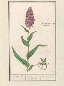 Brede orchis (Dactylorhiza majalis) door Anselmus Boëtius de Boodt