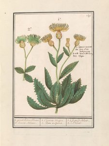 Centauri (Centaurea) 1. groote Koorn bloeme. 2. Koorn Bloeme door Anselmus Boëtius de Boodt