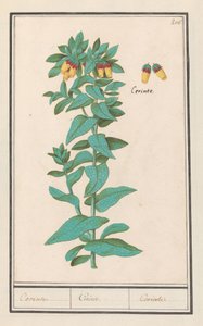 Cerinthe (Cerinthe major) door Anselmus Boëtius de Boodt