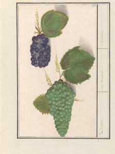 Druif (Vitis vinifera) door Anselmus Boëtius de Boodt