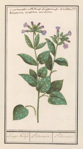 Gevlekt longkruid (Pulmonaria officinalis) door Anselmus Boëtius de Boodt