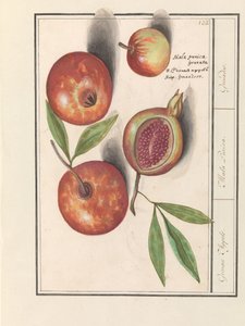 Granaatappel (Punica granatum) door Anselmus Boëtius de Boodt