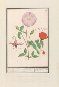 Hondstand (Erythronium), wilde roos (Rosa) en een klaproos (Papaver)