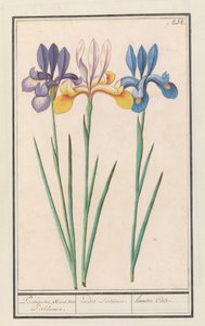Iris (Iris sibirica) door Anselmus Boëtius de Boodt