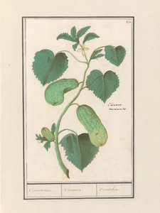 Komkommer (Cucumis sativus) door Anselmus Boëtius de Boodt