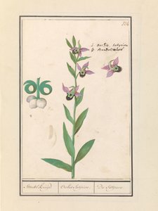 Lachende Hommelorchis en anemonen door Anselmus Boëtius de Boodt