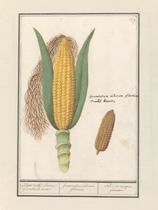 Mais (Zea mays) door Anselmus Boëtius de Boodt