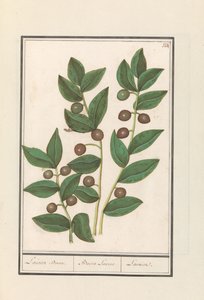 Olijf (Olea europaea) Laurier Boom. Bacca Laurus. Laurier door Anselmus Boëtius de Boodt