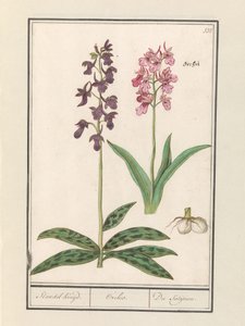 Orchidee (Orchidaceae) door Anselmus Boëtius de Boodt