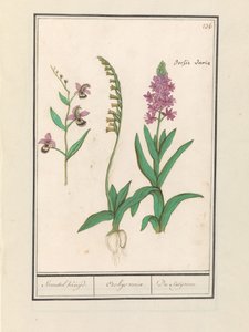 Orchidee (Orchidaceae) door Anselmus Boëtius de Boodt