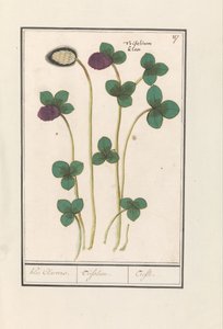 Rode klaver (Trifolium pratense) door Anselmus Boëtius de Boodt