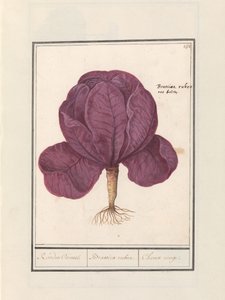 Rode kool (Brassica oleracea convar. capitata var. rubra) door Anselmus Boëtius de Boodt