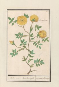 Roos (Rosa) door Anselmus Boëtius de Boodt