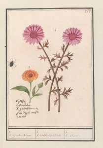 Roze bloem (onbekend) en goudsbloem (Calendula officinalis) door Anselmus Boëtius de Boodt