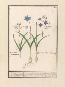 Sterhyacint (Scilla) door Anselmus Boëtius de Boodt