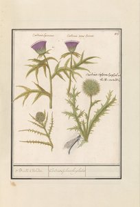 Distel (Carduus) en artisjok (Cynara cardunculus)