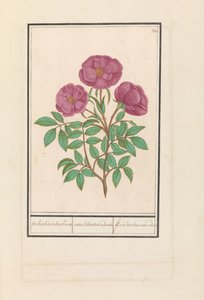 Wilde roos (Rosa) door Anselmus Boëtius de Boodt
