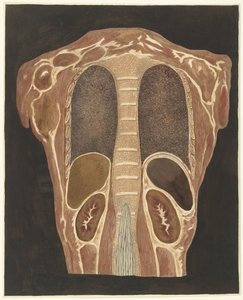 Anatomische studie van de organen in de borstkas, gezien vanuit de rug