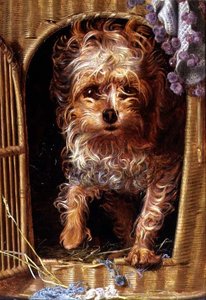Darby, een Yorkshire Terrier