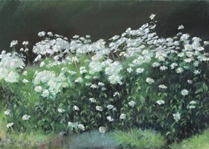 Shasta-madeliefjes, 1992