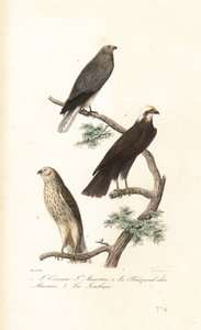 Blauwe kiekendief, bruine kiekendief en grauwe kiekendief