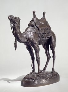 Egyptische Dromedaris met Harnas