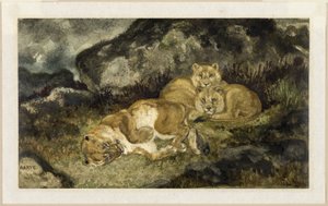 Leeuwin en welpen