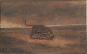 Tijger