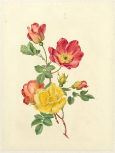 Takje wilde rozen