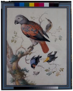 Een rode en grijze papegaai met andere exotische vogels door Anton Henstenburgh