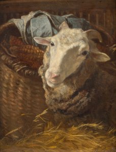 Een schaap