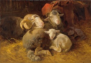 Schapen in de stal