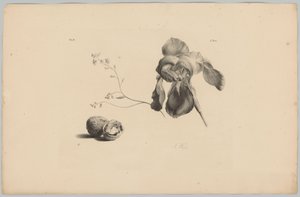 Amaryllis en walnoten