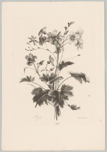 Bloemen met doorns door Anton Weiss