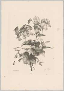 Diverse bloemen door Anton Weiss