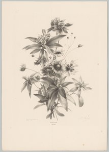 Diverse bloemen door Anton Weiss