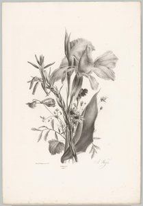 Diverse bloemen door Anton Weiss