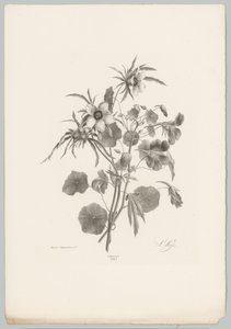 Diverse bloemen door Anton Weiss