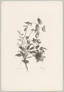Diverse bloemen door Anton Weiss