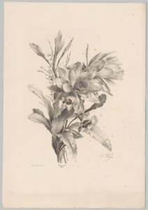 Diverse bloemen door Anton Weiss
