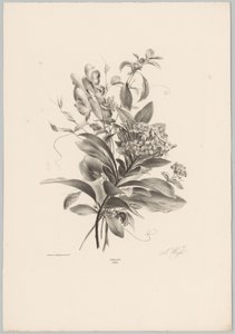 Hortensia