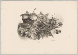 Passiebloemen en bladeren