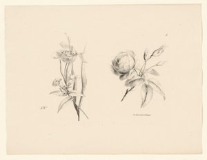 Roos en andere bloem door Anton Weiss
