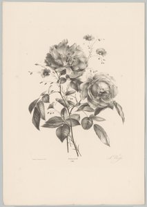 Roos en anjerachtige bloem