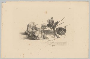 Rozen