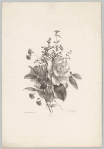 Rozen, anjers en fuchsia