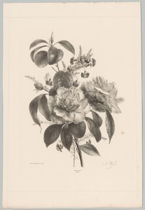 Rozen en andere bloemen