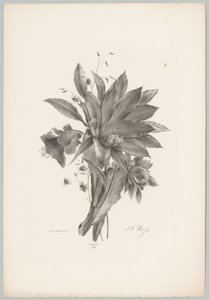 Ster- en klokvormige bloemen