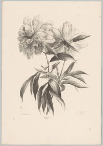 Twee bloemen